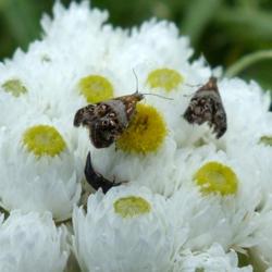 Location: IL
Date: 2016-07-03
#Pollination Everlasting Tebbena (Tebenna gnaphaliella) Moth on P