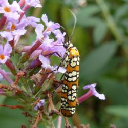 Location: IL
Date: 2016-10-28
#Pollination Ailanthus Webworm Moth (Atteva aurea)