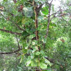 Location: Sebastian, Florida
Date: 2017-06-04
Epipremnum aureum - Common names Devil's Ivy, Pothos
