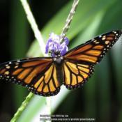 #Pollination - Monarch Butterfly