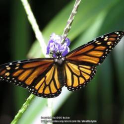 Location: Sebastian, Florida
Date: 2017-05-07
#Pollination - Monarch Butterfly