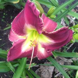 Location: Shores of Miserva, my home
Date: 2017-06-22
First bloom