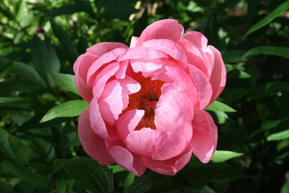 Photo of Peony (Paeonia 'Cytherea') uploaded by touchofsky
