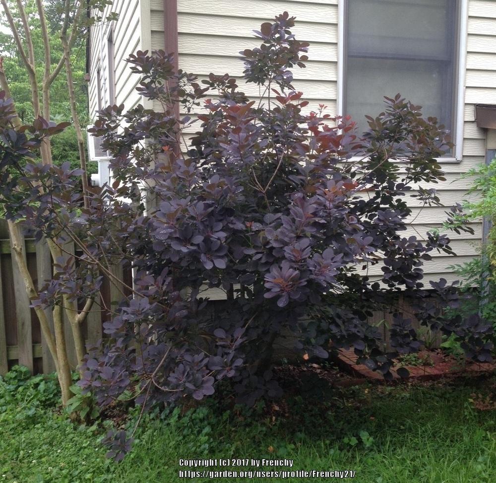 Photo of Purple Smoke Tree (Cotinus coggygria 'Royal Purple') uploaded by Frenchy21