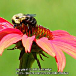Location: My garden in Kentucky
Date: 2010-06-24
#Pollination