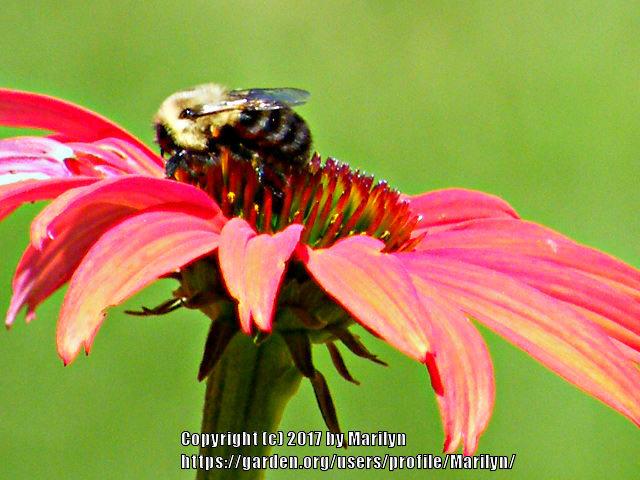 Photo of Coneflower (Echinacea 'Tomato Soup') uploaded by Marilyn