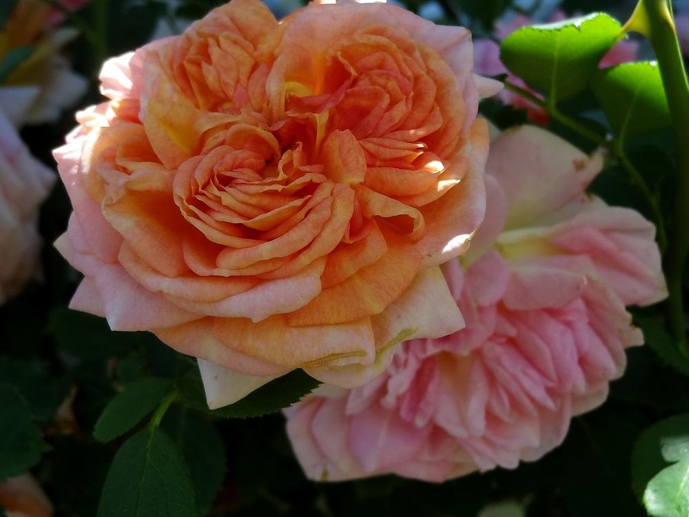 Photo of Rose (Rosa 'Alchymist') uploaded by Orsola