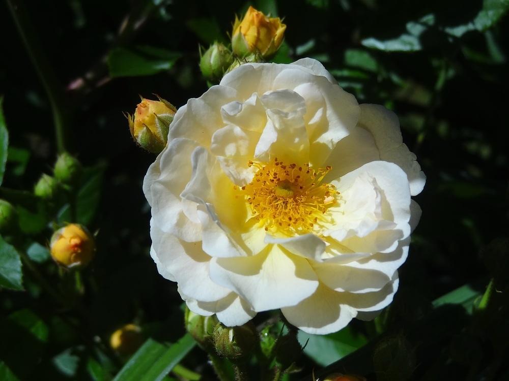 Photo of Rose (Rosa 'Ghislaine de Feligonde') uploaded by Orsola