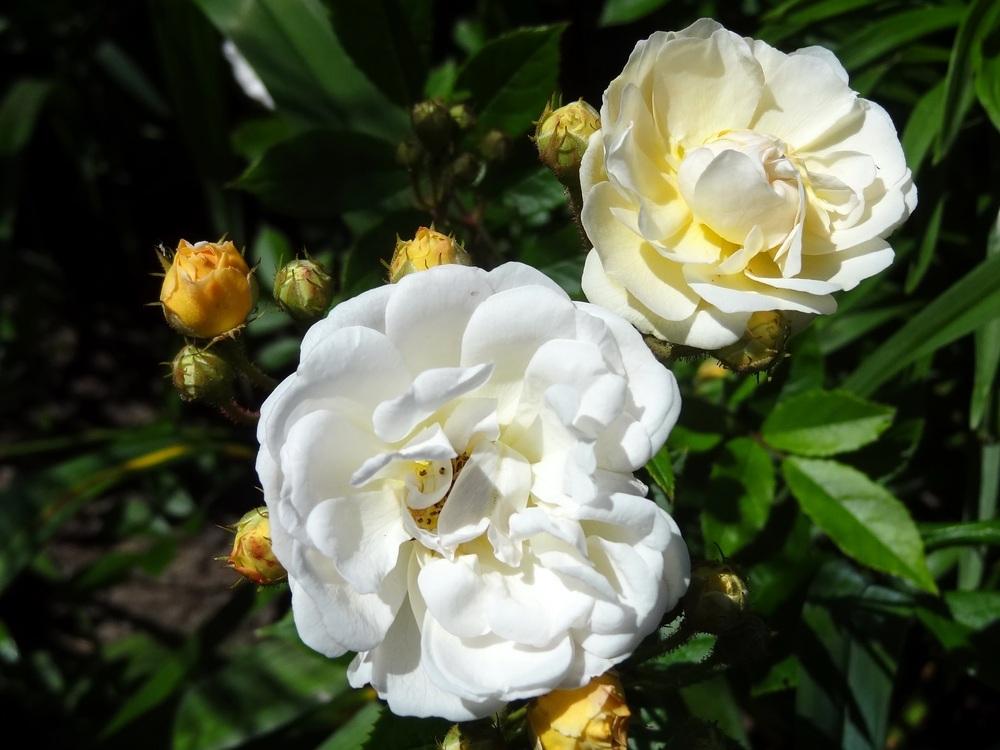 Photo of Rose (Rosa 'Ghislaine de Feligonde') uploaded by Orsola