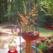My hummingbirds still prefer the syrup to my Vermilllion Firecrac