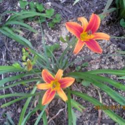 Location: My 6b garden
Date: 2017-06-23
FFE on 2017 new addition from O'Bannon Springs Daylilies. Adorabl