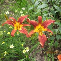 Location: My 6b garden
Date: 2017-06-23
FFO on 2017 addition from O'Bannon Springs Daylilies. I Love it!