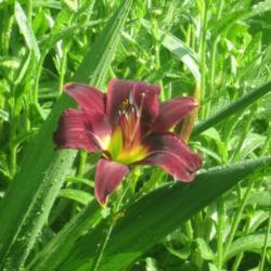Location: My 6b garden
Date: 2017-06-23
FFE on 2017 addition from Valley of the Daylilies. Tall, dark and