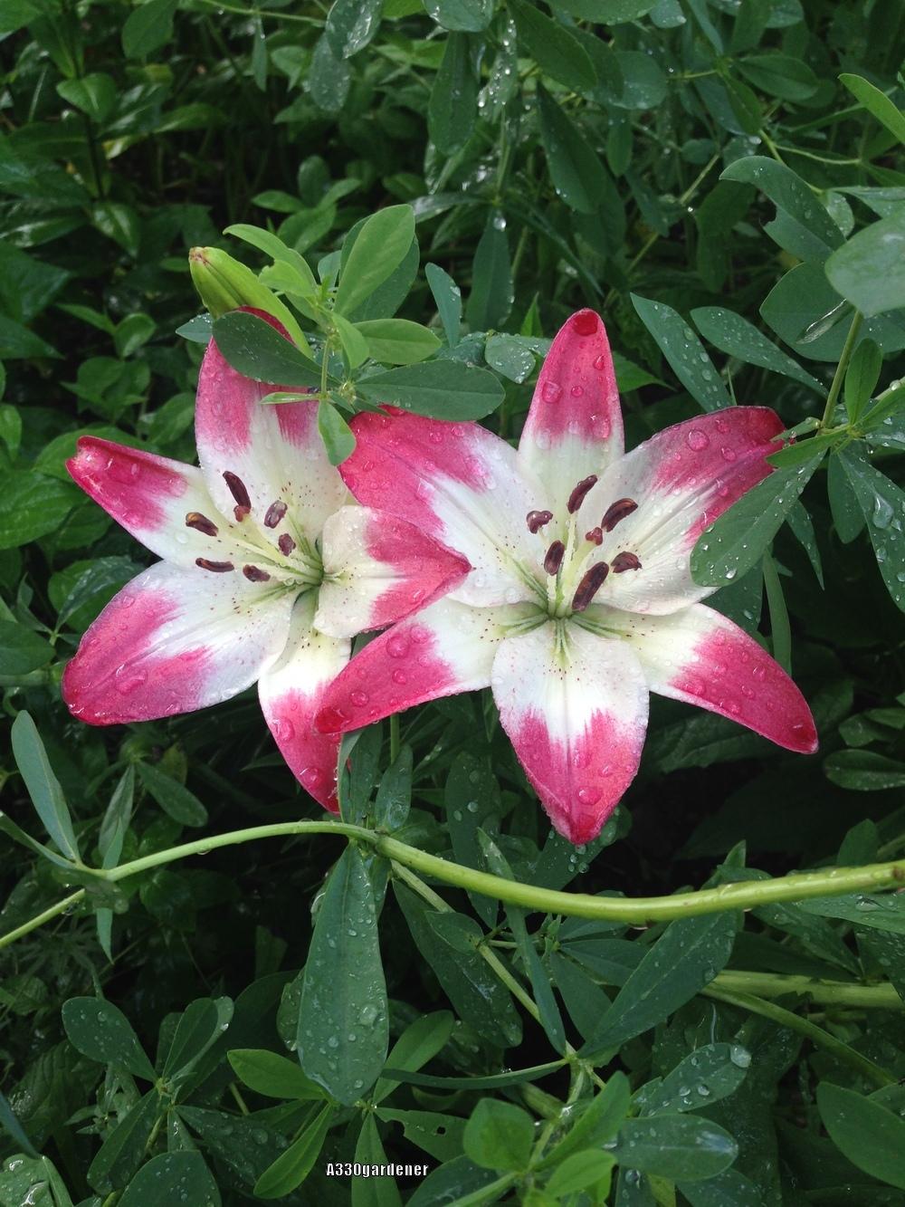 Photo of Lily (Lilium 'Lollypop') uploaded by crawgarden