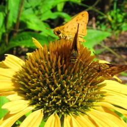 Location: central Illinois
Date: 2016-09-13
#pollination   3 Skippers