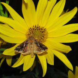 Location: central Illinois
Date: 2016-09-22
#pollination    Looper Moth