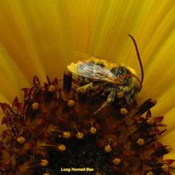 Location: central Illinois
Date: 2012-08-13
#pollination   Long Horned Bee