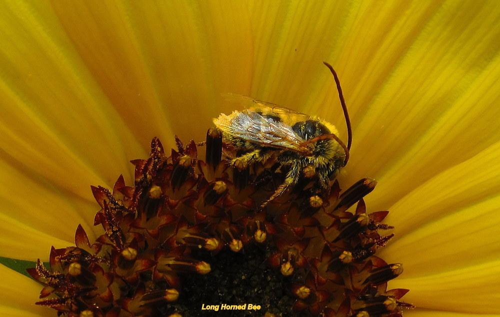Photo of Sunflower (Helianthus annuus 'Kong') uploaded by jmorth