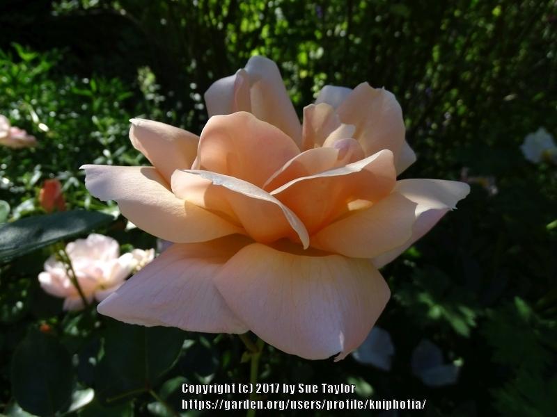 Photo of Rose (Rosa 'Gardener's Joy') uploaded by kniphofia