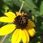 #Pollination  Syrphid Fly -no bite/ no sting/ imitates bees & was