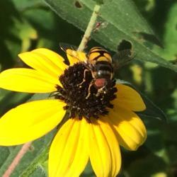 Location: Brownstown Pennsylvania
Date: 2015-08-15
#Pollination  Syrphid Fly -no bite/ no sting/ imitates bees & was