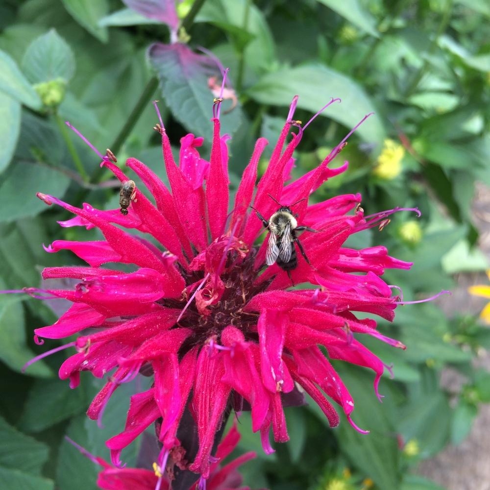 Photo of Bee Balm (Monarda didyma) uploaded by nativeplantlover