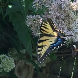 Location: Brownstown Pennsylvania
Date: 2015-08-08
#Pollinator