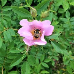Location: Brownstown Pennsylvania
Date: 2017-06-07
#Pollination