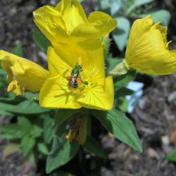 Location: Brownstown Pennsylvania
Date: 2016-11-07
#Pollinator