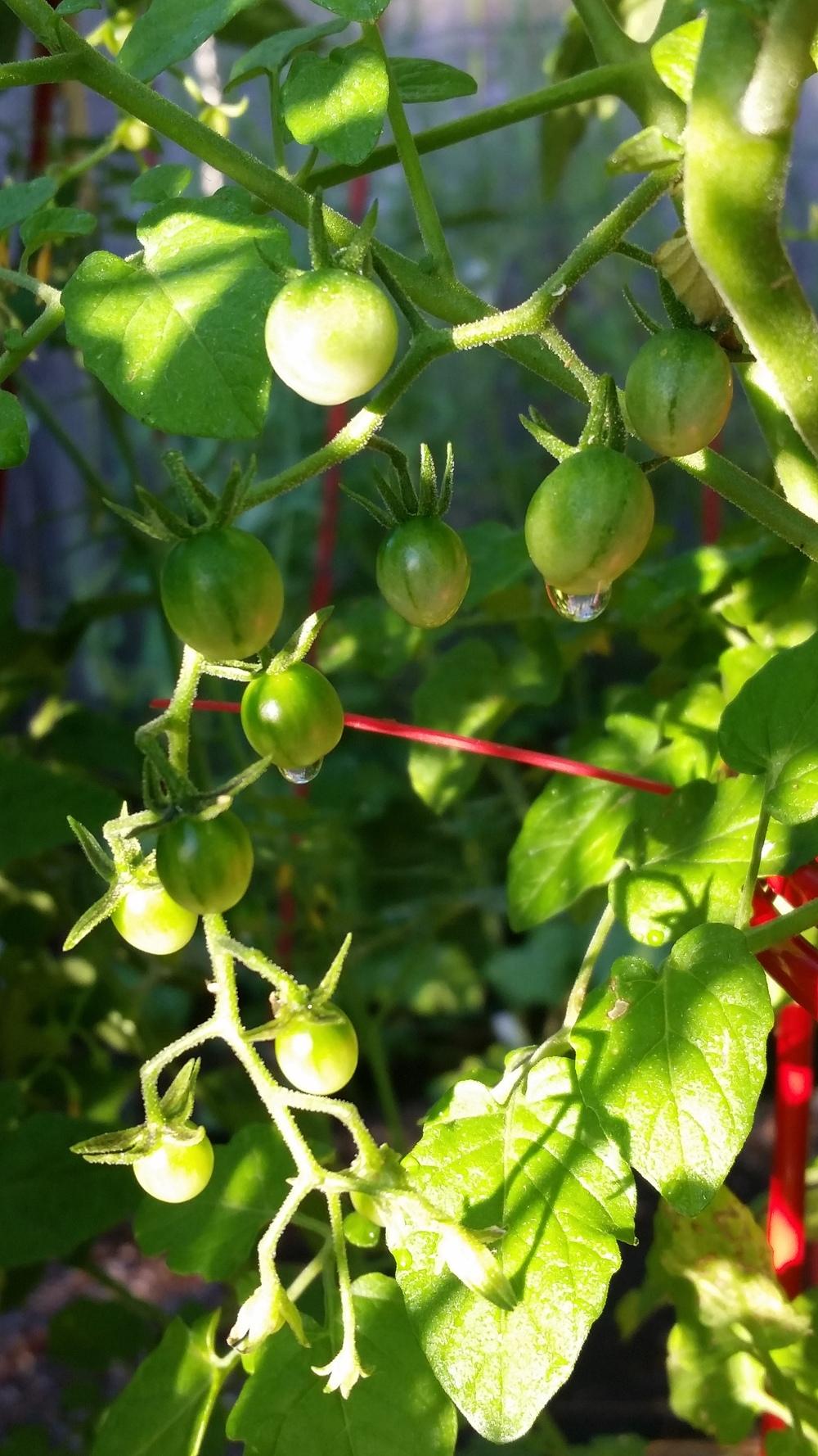 Photo of Tomato (Solanum lycopersicum 'Mini Red Currant') uploaded by robynanne