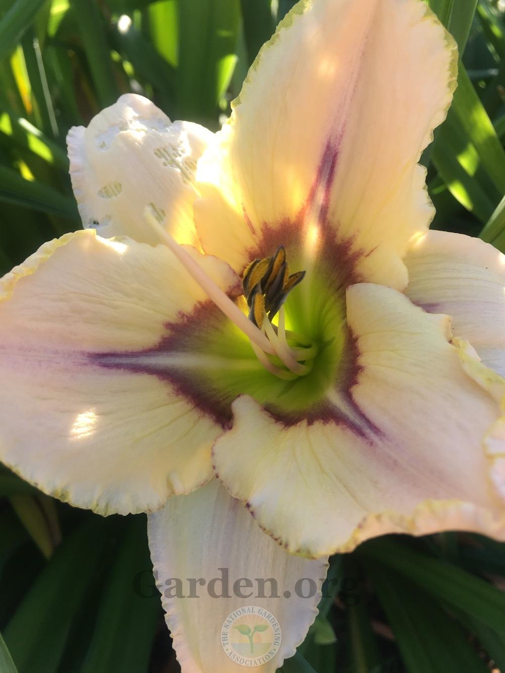 Photo of Daylily (Hemerocallis 'Blue-eyed Butterfly') uploaded by springcolor