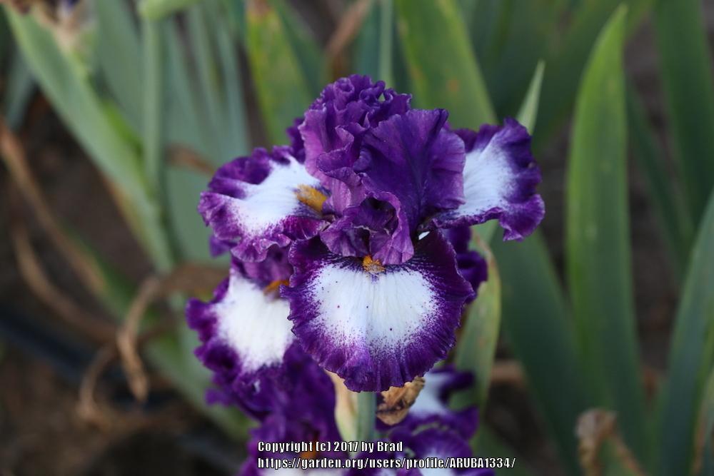 Photo of Tall Bearded Iris (Iris 'Marry the Night') uploaded by ARUBA1334