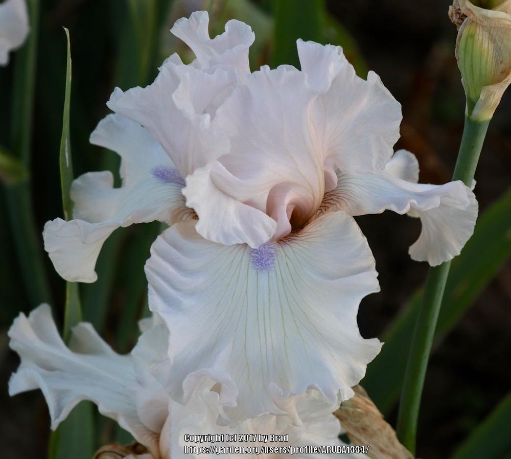 Photo of Tall Bearded Iris (Iris 'Those Violet Eyes') uploaded by ARUBA1334