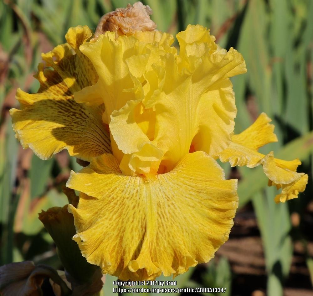 Photo of Tall Bearded Iris (Iris 'Woven Sunlight') uploaded by ARUBA1334