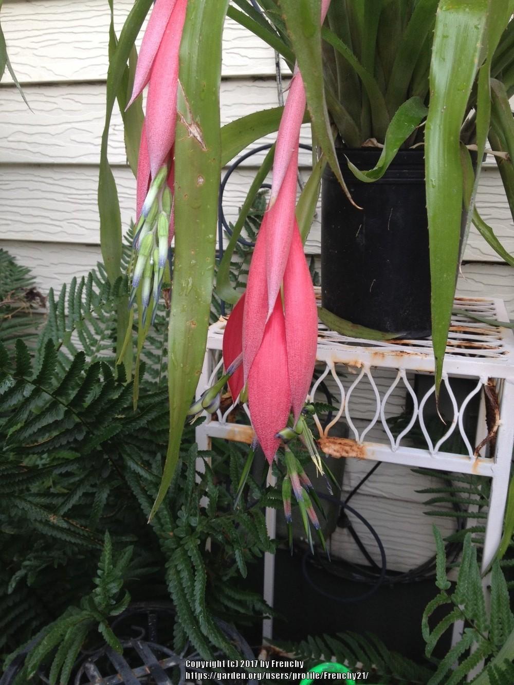Photo of Queen's Tears (Billbergia nutans) uploaded by Frenchy21