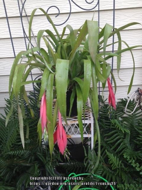 Photo of Queen's Tears (Billbergia nutans) uploaded by Frenchy21