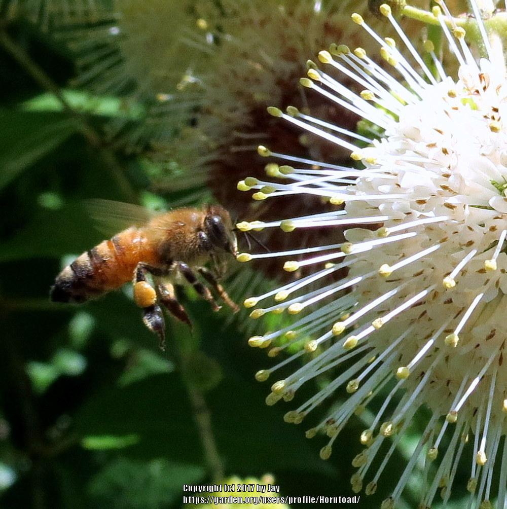 Photo of Buttonbush (Cephalanthus occidentalis) uploaded by Horntoad