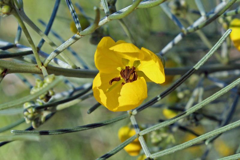 Photo of Silver Cassia (Senna artemisioides) uploaded by RuuddeBlock