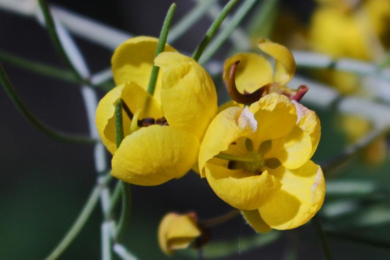 Photo of Silver Cassia (Senna artemisioides) uploaded by RuuddeBlock