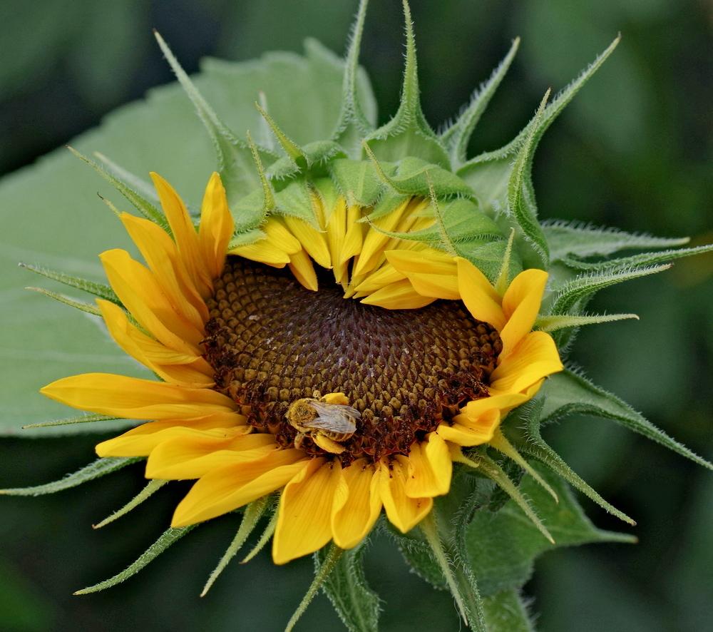 Photo of Sunflowers (Helianthus annuus) uploaded by dirtdorphins