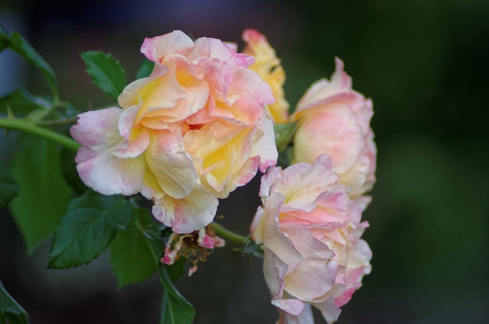 Photo of Rose (Rosa 'Moonlight') uploaded by evermorelawnless