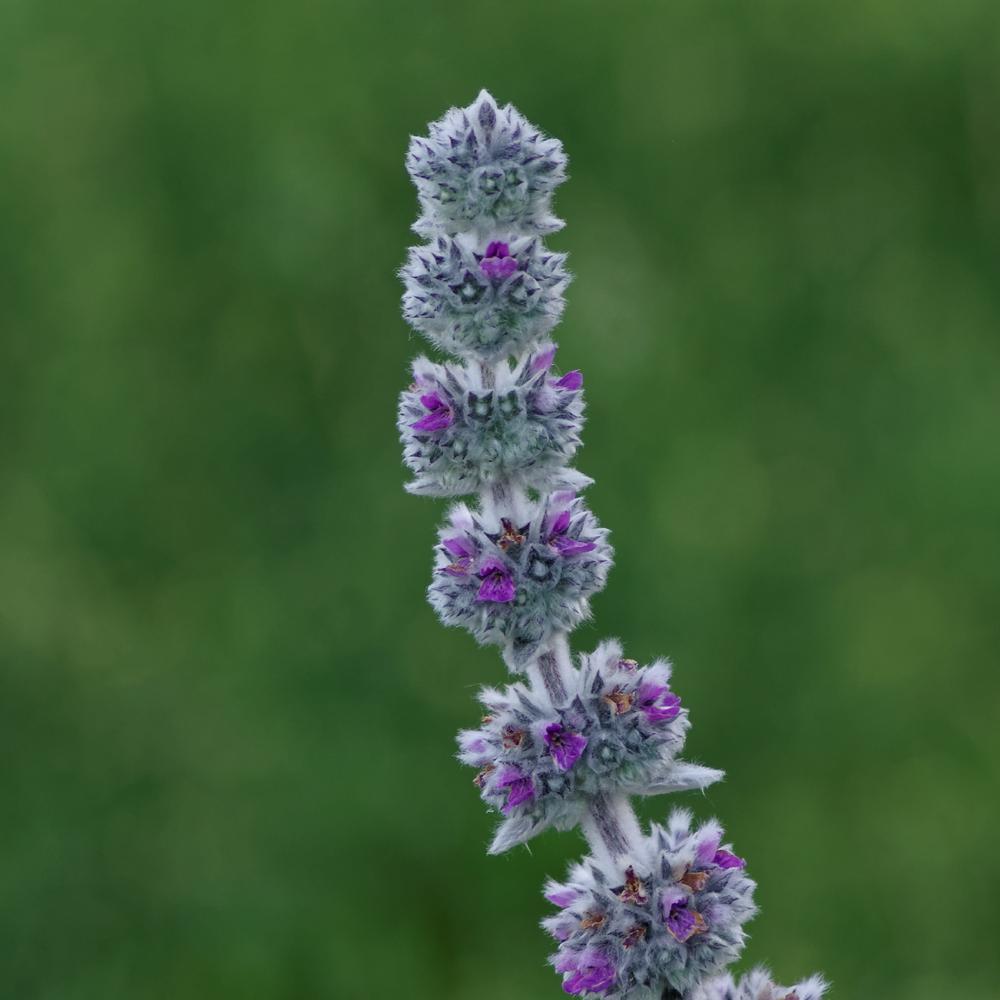 Photo of Lambs' Ears (Stachys byzantina) uploaded by evermorelawnless