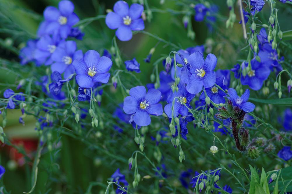 Photo of Blue Flax (Linum perenne 'Appar') uploaded by evermorelawnless