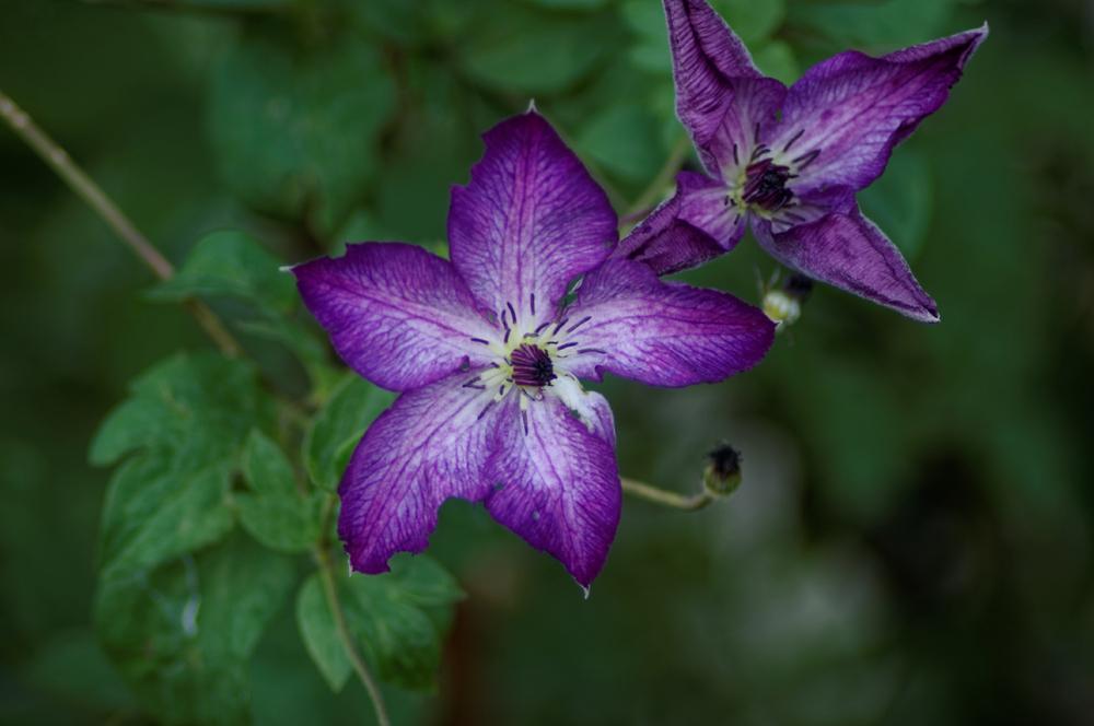 Photo of Clematis (Clematis viticella 'Venosa Violacea') uploaded by evermorelawnless