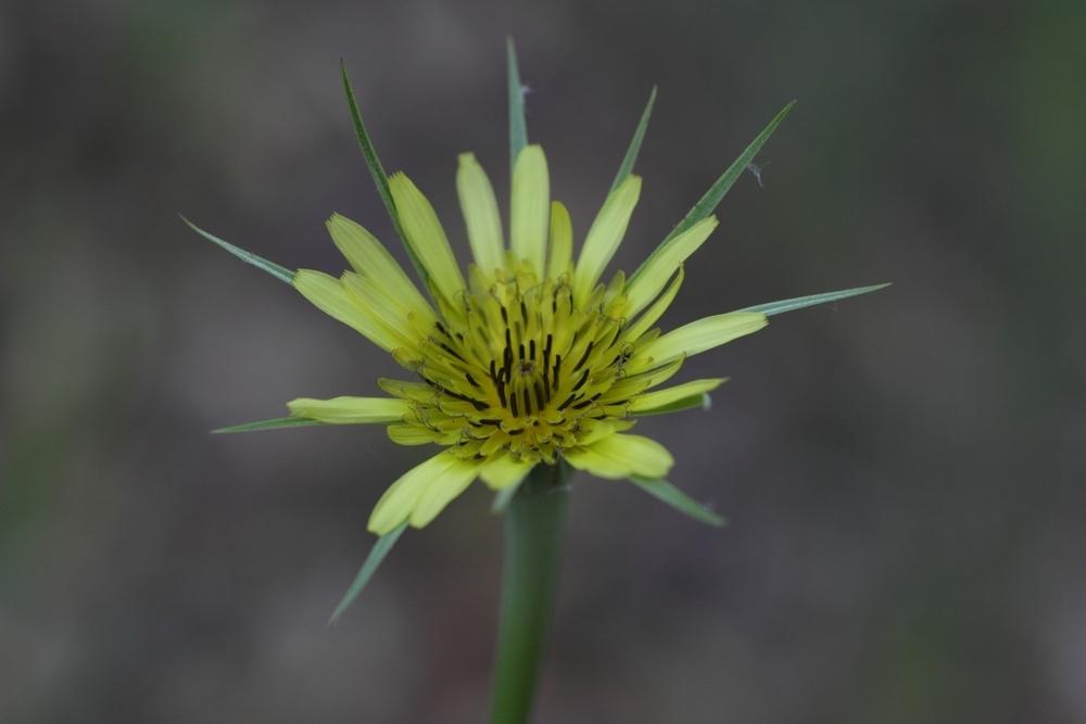 Photo of Yellow Salsify (Tragopogon dubius) uploaded by gasrocks