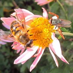 Location: central Illinois
Date: 2016-11-03
#pollination