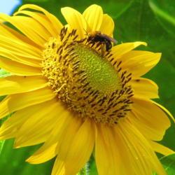 Location: central Illinois
Date: 2012-08-12
#pollination