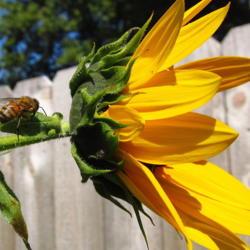 Location: central Illinois
Date: 2013-08-28
#pollination