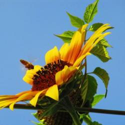 Location: central Illinois
Date: 2012-08-13
#pollination