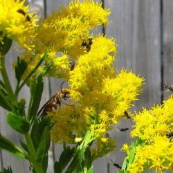 Location: central Illinois
Date: 2015-09-19
#pollination   swarms of pollinators